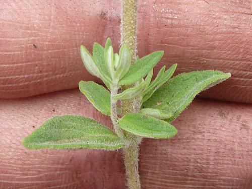 Image of Syncolostemon rectiflorus by (c) Andrew Hankey, some rights reserved (CC BY-SA)