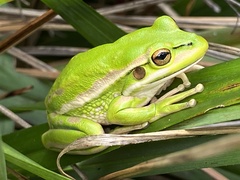Green and Golden Bell Frog photo 2
