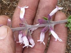 Syncolostemon teucriifolius