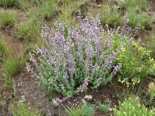 Image of Syncolostemon rectiflorus by (c) Andrew Hankey, some rights reserved (CC BY-SA)