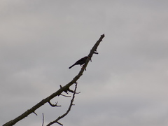 Turdus fuscater gigas