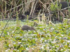Cavia aperea anolaimae