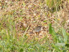 Gallinago nobilis