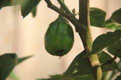 Ethiopian Eggplant (Solanum aethiopicum)