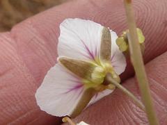 Heliophila rigidiuscula