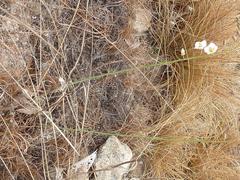 Heliophila rigidiuscula