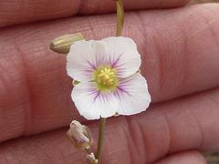 Heliophila rigidiuscula
