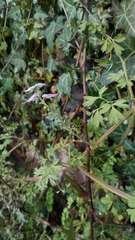 Fumaria muralis boraei