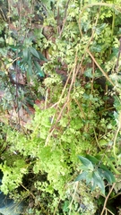 Fumaria muralis boraei