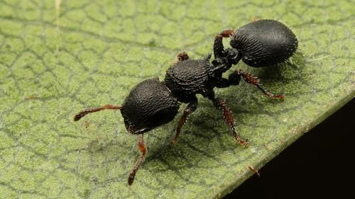 Cataulacus wissmanniiCataulacus wissmannii