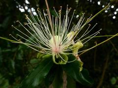 Capparis tomentosa
