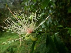 Capparis tomentosa