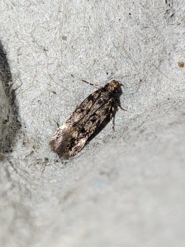 Bryotropha gallurella