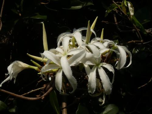 Ancylobothrys petersiana (Ancylobothrys petersiana)