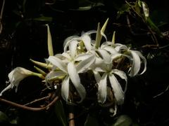 Ancylobothrys petersiana