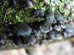 Resupinatus alboniger