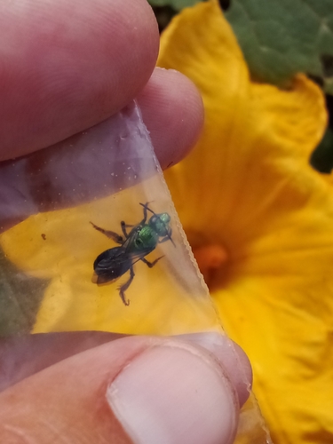 Bicolored Striped Sweat Bee photo 3