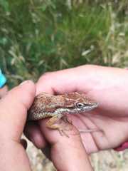 Anolis heterodermus