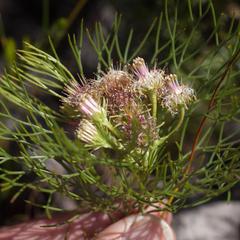 Serruria inconspicua