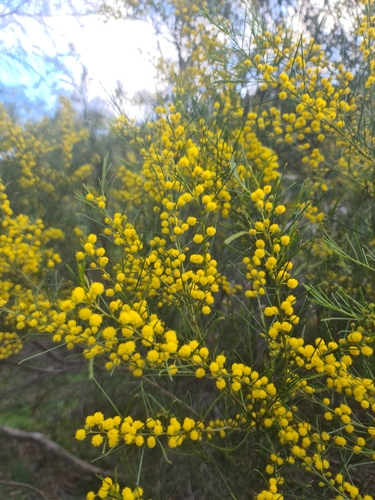 Image of Acacia euthycarpa by (c) Peggy Newman, some rights reserved (CC BY)