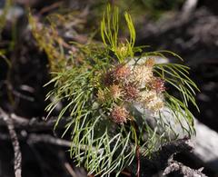 Serruria inconspicua