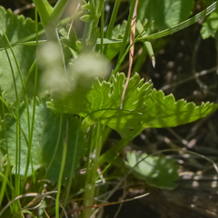 Pimpinella caffra