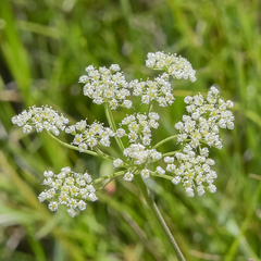 Pimpinella caffra