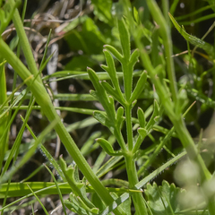 Pimpinella caffra