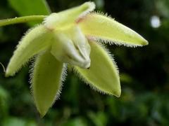 Pergularia daemia daemia