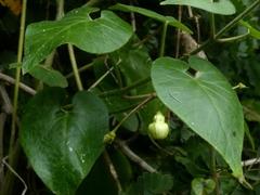 Pergularia daemia daemia