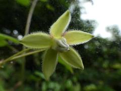 Pergularia daemia daemia