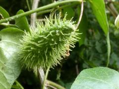 Pergularia daemia daemia