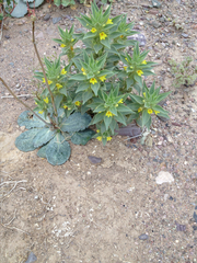 Mohavea breviflora