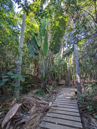 Image of Ravenala madagascariensis by no rights reserved