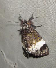 Lophonotidia nocturna