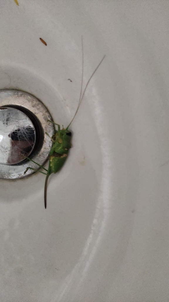 Cavanna's Saddle Bush-cricket