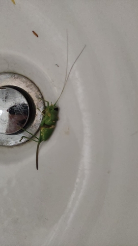 Cavanna's Saddle Bush-cricket
