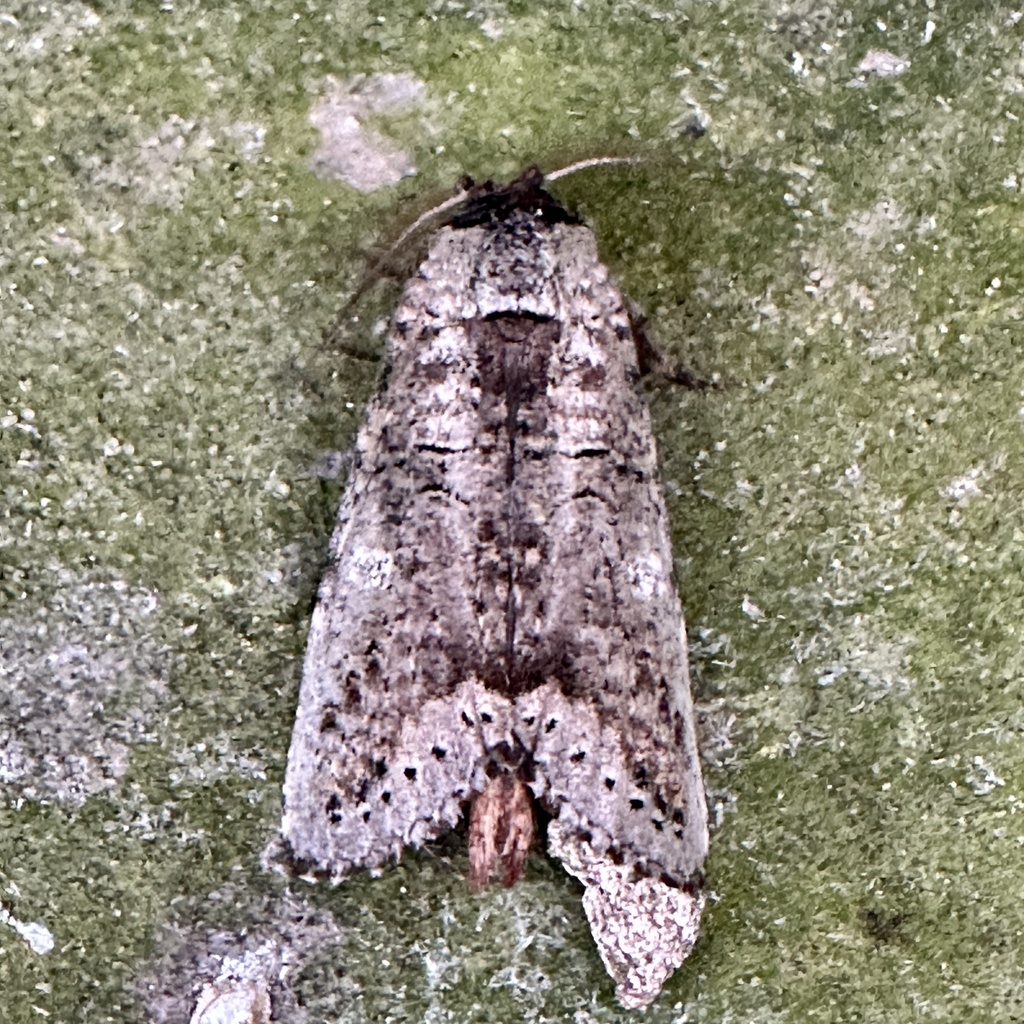 Pseudogargetta