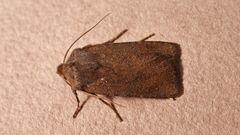 Conistra staudingeri