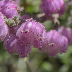 Erica cooperi cooperi