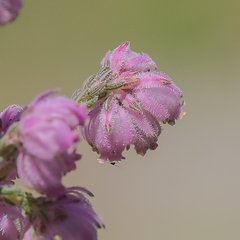 Erica cooperi cooperi