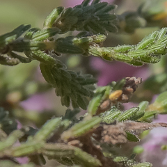 Erica cooperi cooperi