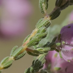 Erica cooperi cooperi