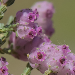 Erica cooperi cooperi