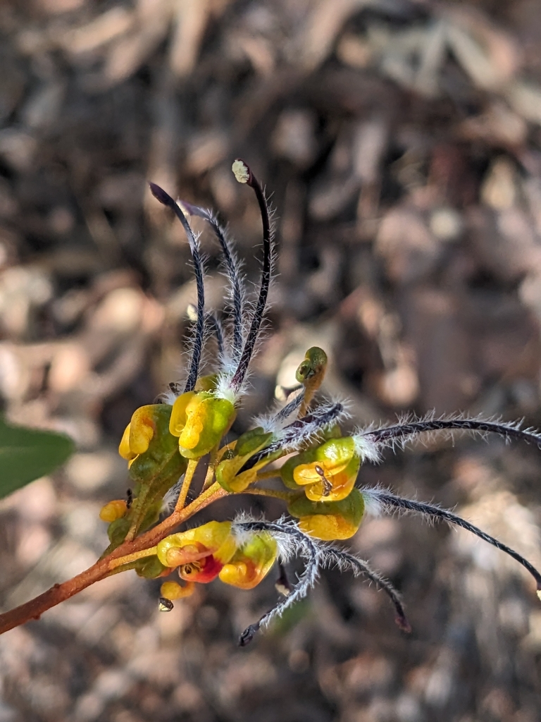 Byfield spider flower from Yeppoon QLD 4703, Australia on August 18