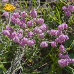 Erica cooperi cooperi