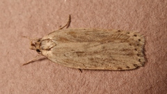 Agonopterix umbellana