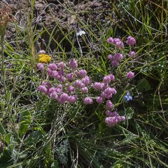 Erica cooperi cooperi