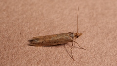 Ypsolopha ustella