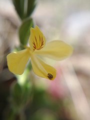 Henrya insularis
